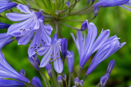 Lilac inflorescences of African Agapanthus in the garden