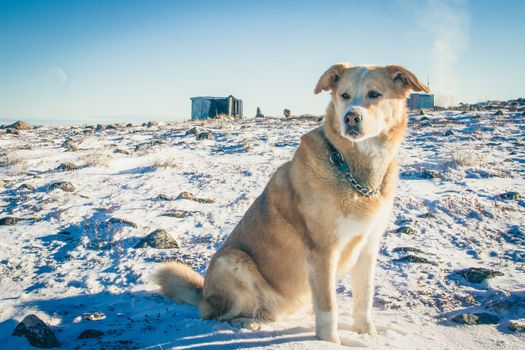 Close-up of a yellow Labrador dog staring with a snowy arctic landscape in the background
