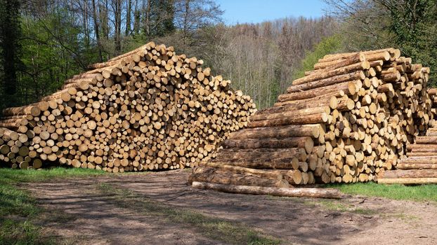 Forestry, log piles