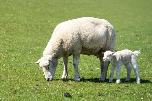 Sheep farming, Pellworm, North Frisia, Germany