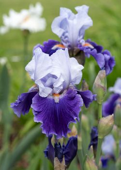 German iris, Iris barbata