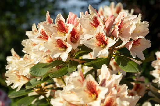 Rhododendron Hybrid