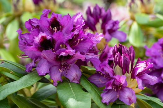 Rhododendron Hybrid Orakel, Rhododendron hybrid