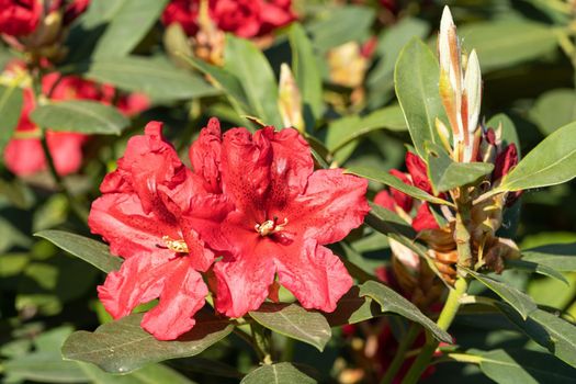 Rhododendron Hybrid Belami, Rhododendron hybrid
