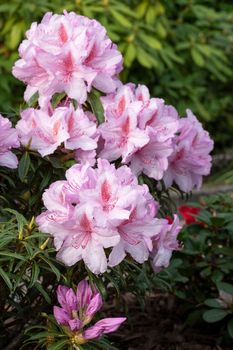 Rhododendron Ponticum Filigran, Rhododendron Ponticum