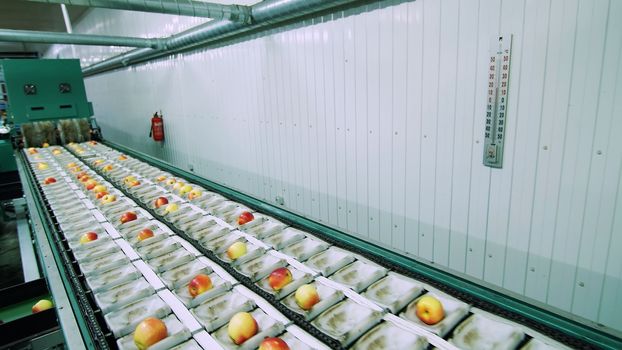 Equipment in a factory for drying and sorting apples. industrial production facilities in food industry