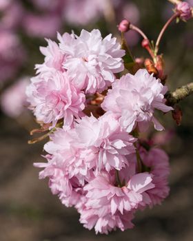 Hill Cherry Kiku-Shidare-Sakura, Prunus serrulata