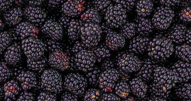 Background of freshly picked blackberries.