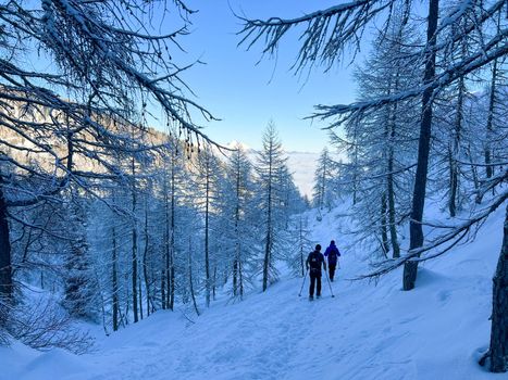 winter hikers climbing uphill trees covered with snow