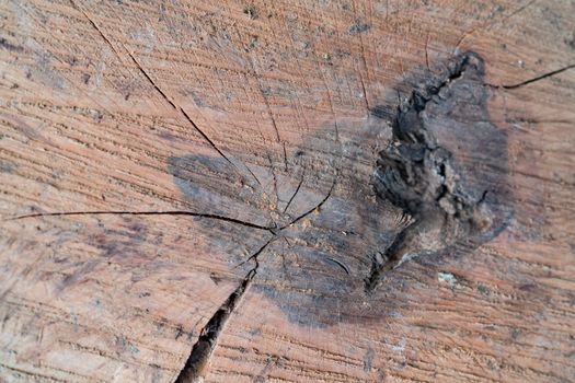Background texture of freshly tree cut oak wood