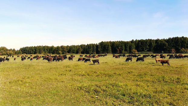 in meadow, on green grassy field, many brown and black pedigree, breeding cows, bulls are grazing. on farm. summer warm day. aero video. breeding, selection of cows, bulls
