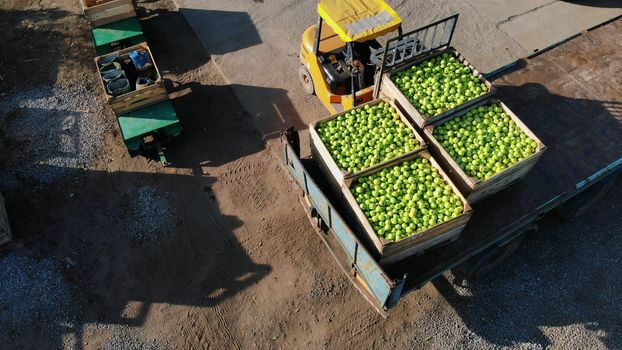 harvest of apples, small loaders, forklift trucks, machines load a big truck, wagon with large wooden boxes full of green apples . top view, aero video.