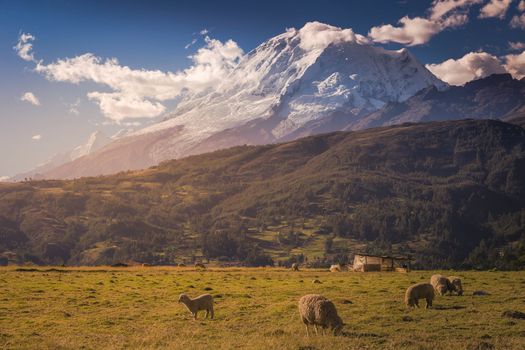 Flock of Sheeps and Huascaran in Cordillera Blanca at sunrise, snowcapped Andes