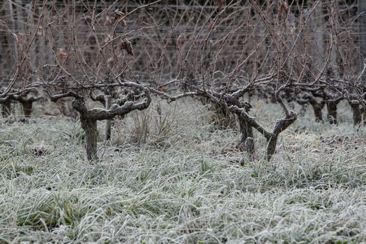 Bordeaux vineyard over frost and smog and freeze in winter, landscape vineyard 