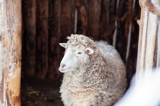 A white curly-haired sheep in a wooden pen. Sheep farming in winter.