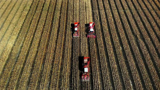 Aerial top view. three big red combine harvester machines harvesting corn field in early autumn. tractors filtering Fresh corncobs from the leaves and stalks. Aerial Agriculture