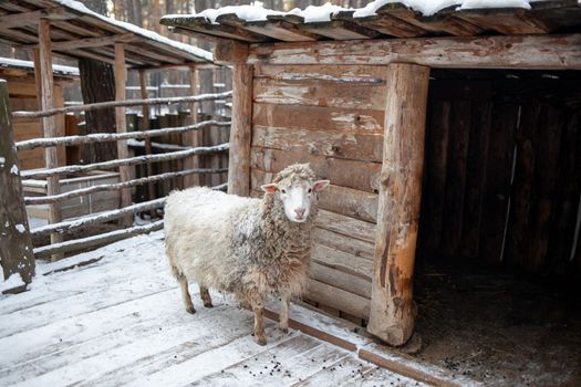 A white curly-haired sheep in a wooden pen. Sheep farming in winter.