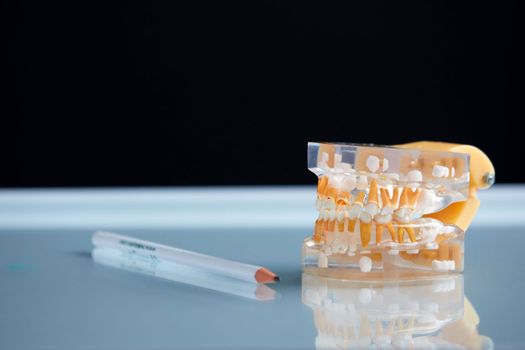 Dental teeth 3d transparent model of jaw