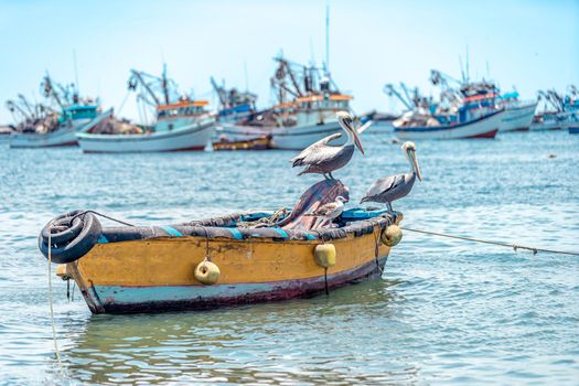 pepelicans on a fishing boat on the seashore