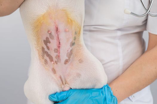 A veterinarian examines a Jack Russell Terrier dog after a surgical operation.