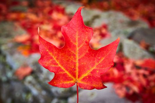 Focus on single perfect red fall leaf in center with grey and red soft background