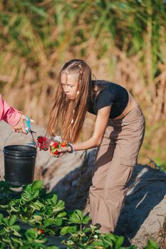 Adorable teen girl pick up fresh strawberries on plantation