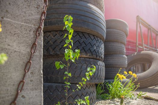 Ecological catastrophy. Environmental pollution. Old tires are thrown away, flowers grow nearby. The concept of pollution of nature.
