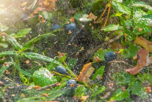 Spider web in the forest. A cobweb on a bush of ripe blueberries, a spider catches insects in the forest.