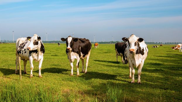 Dutch group of cows outside during sunny Spring weather in the Netherlands Noordoostpolder Flevoland Europe