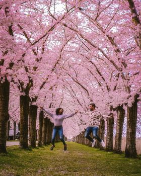 Couple at a Cherry blossoming alley. Wonderful scenic park with rows of blooming cherry Almere