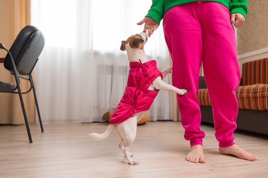 Jack Russell Terrier dog dressed in a pink jacket at the feet of the hostess in the apartment.