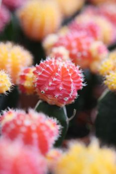  Vivid Color Mini Cactus Plants, 