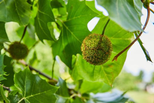 Detail of green tree pod growing on vibrant green tree