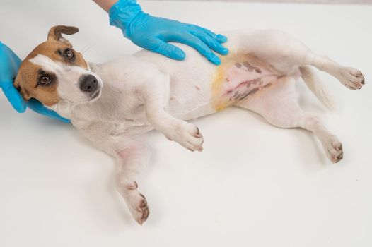 A veterinarian examines a Jack Russell Terrier dog after a surgical operation.