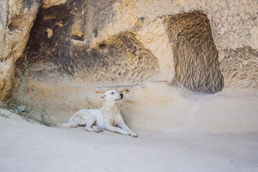 White dog on the background of the mountains of Cappadocia and cave houses. Turkey