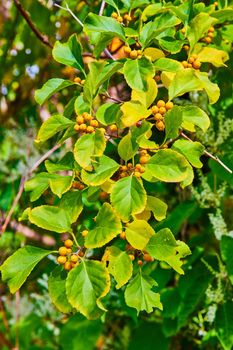 Detail of bush with vibrant green leaves and small yellow berries
