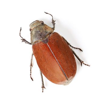 The beauty of beetles. Macro shot of a red and brown beetle isolated on white.