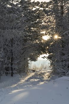 road in the snow-covered forest