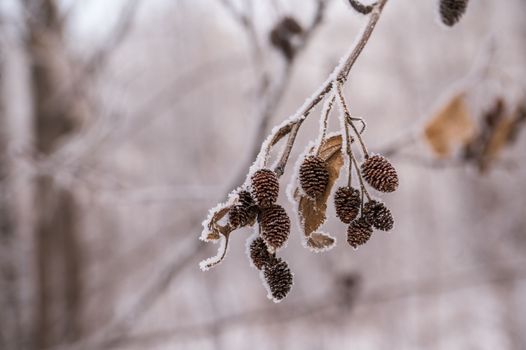 dry seeds in frost