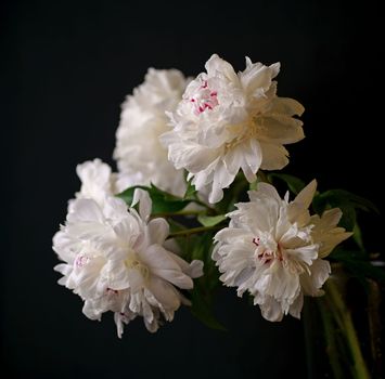White peony with green leaves lies on a black background.