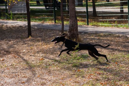 Tazy. Central Asian Greyhound runs for a walk in autumn.