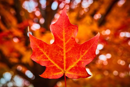 Focus on single perfect red leaf in center with orange and brown soft background from tree