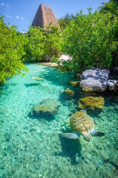 Cancun idyllic caribbean beach with turtle and palapa, Riviera Maya, Mexico