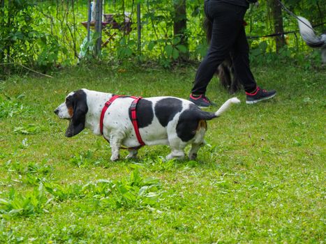 charming basset hound in the park