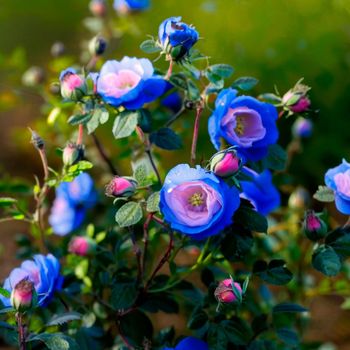 Wild rose with blue buds. High quality illustration