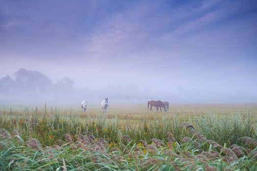 Grazing in the morning mist. Horses grazing in a misty field in the Dansih countryside.
