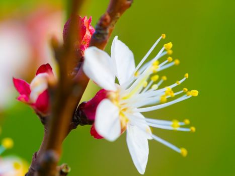Blooming plum tree blossoms. Cropped shot a plum tree bud in full bloom.