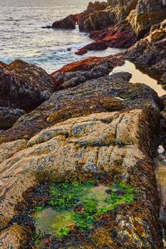 Rocky coasts of Maine on ocean during low tide with small green algae filled tide pools