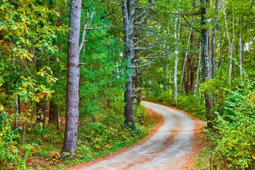 Dirt road curves through a beautiful green and lush forest scene