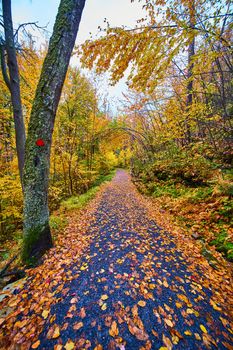 View walking down hiking path covered in fall leaves with trail marker and trees in peak foliage